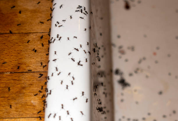 Best Commercial Pest Control Services  in Blowing Rock, NC