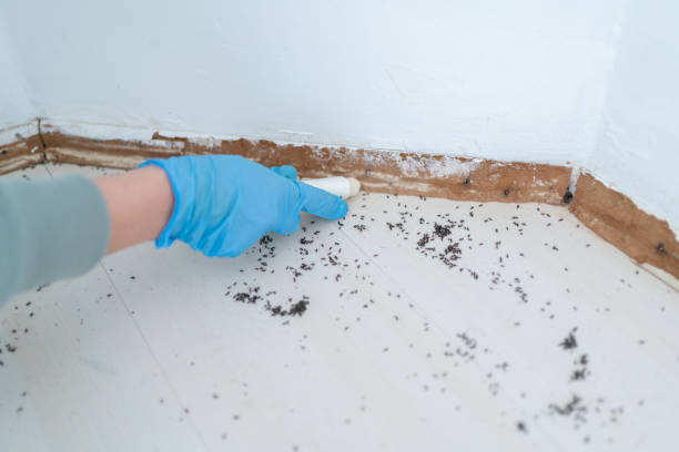 Best Ant Control Services  in Blowing Rock, NC